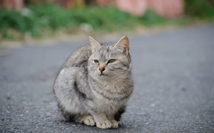 cat - cat, Road