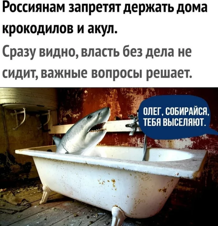 Russians may be banned from keeping crocodiles and sharks at home - news, Shark, Wild animals, Ban