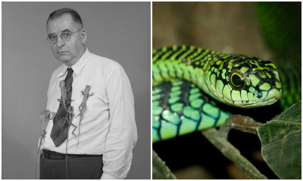 I want to know everything #571. The story of the scientist who sacrificed his life to describe the symptoms of a poisonous snake bite - Want to know everything, Scientists, Snake, Bite, I, Experience, Interesting, Death, Longpost