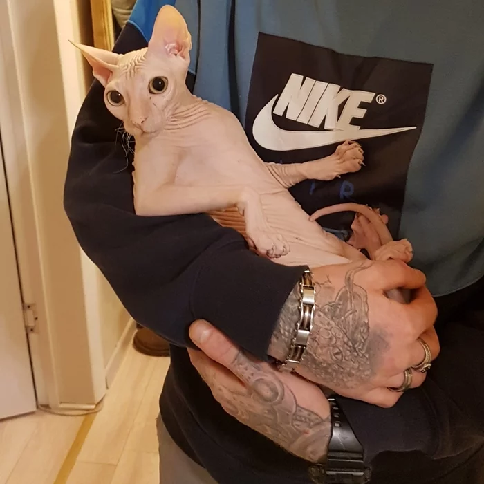 Sphinx cat aunt is looking for a new home (free) - My, cat, I will give, Don Sphynx, Sphinx, Good league, Is free, Longpost, In good hands, Moscow