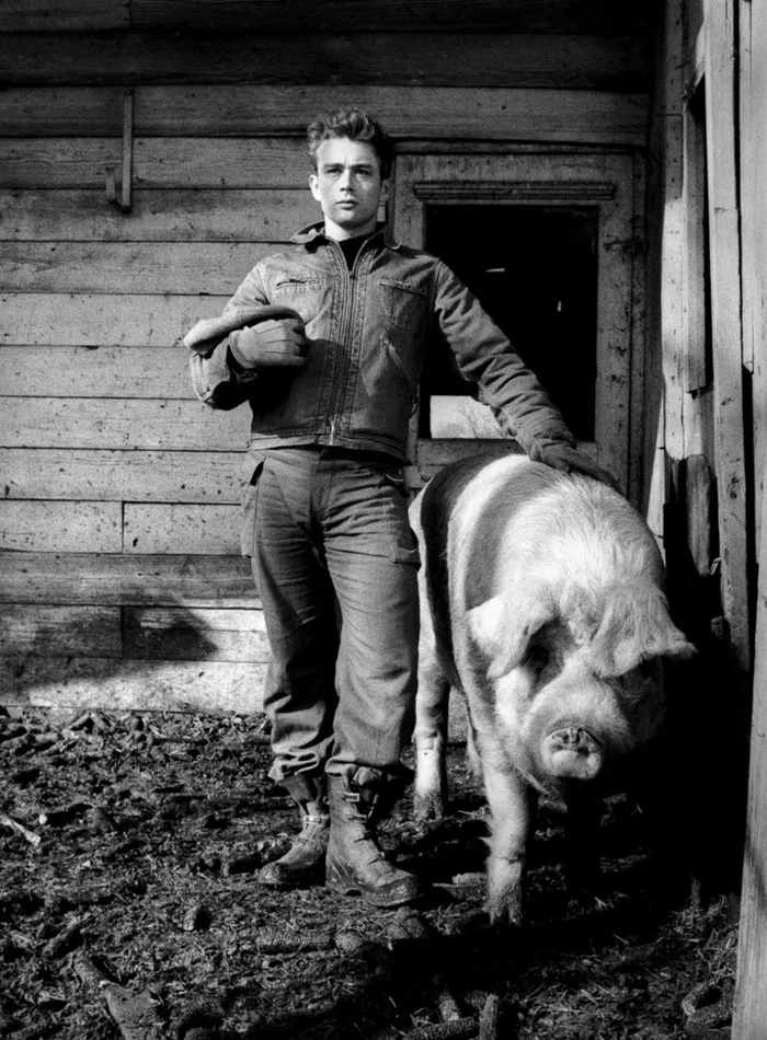 James Dean on the farm, 1955 - Retro, The photo, Pigsty, Pig, James Dean, Celebrities