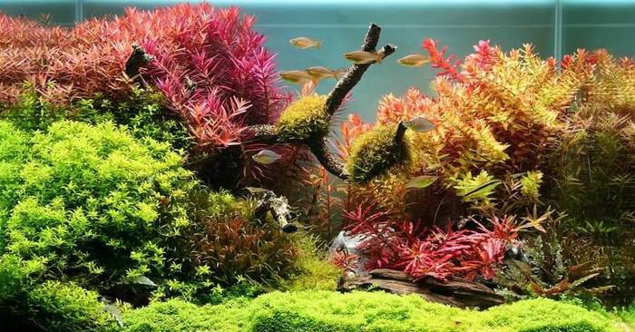 Неплохой вышел травничек))