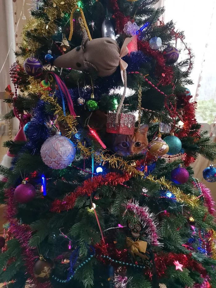 Kotoshar - My, cat, Ambush, Christmas tree