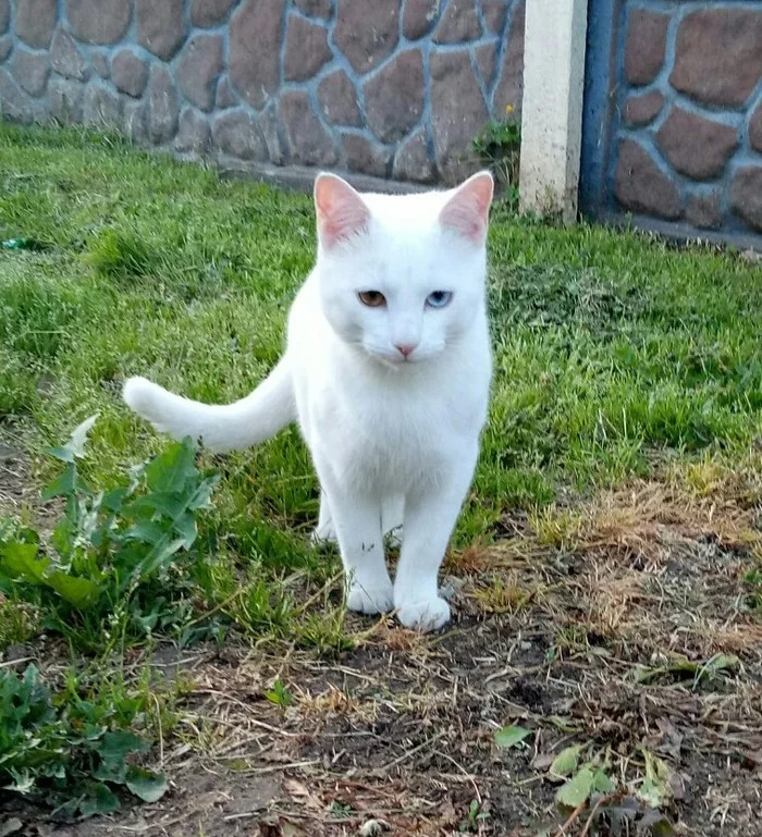 Neighbour - My, cat, Catomafia, Albino, Animals, Pets