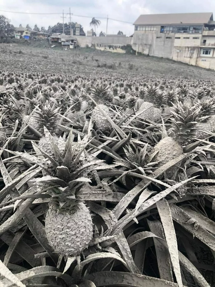 Pineapple field near Taal volcano. No filters - A pineapple, Volcano, From the network, Philippines, Eruption, Ash, The photo, Taal Volcano