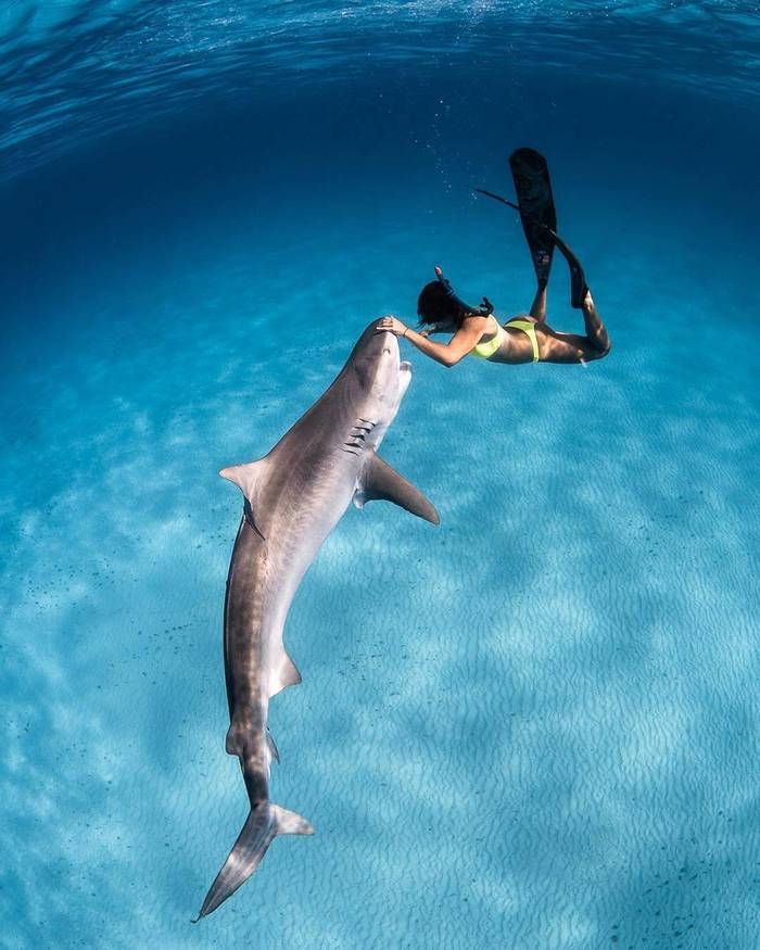 What a fascinating attraction - Shark, Diving, Under the water, Girls, The photo