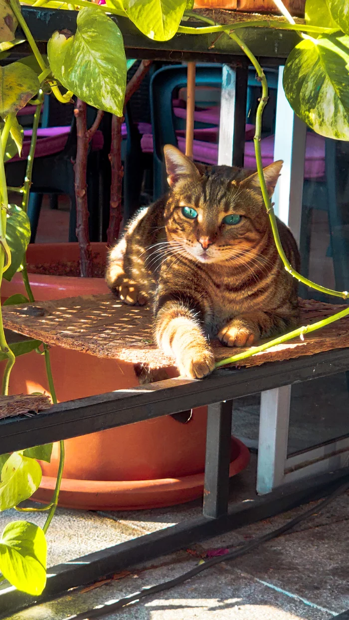 Kitty with beautiful eyes - My, cat, Cyprus, Catomafia