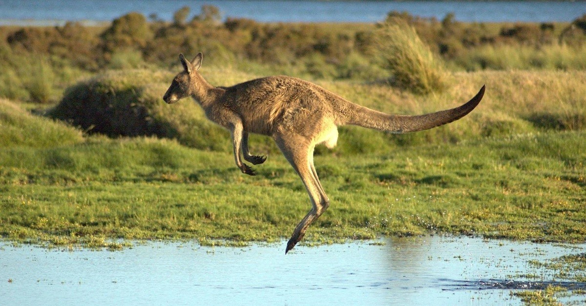 Most kangaroos live. Хвост кенгуру. Кенгуру в прыжке. Кенгуру прыгает. Древний кенгуру.