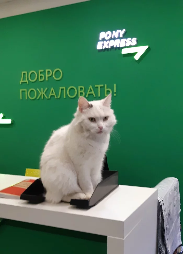 Welcome from here - cat, Administrator