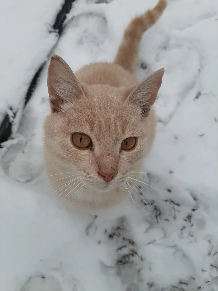 Peach on white...) - My, cat, Redheads