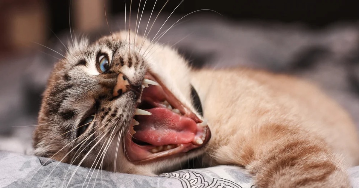 Бешенство у кошки признаки и симптомы. Бешеная кошка. Кот с открытым ртом. Агрессия животных.