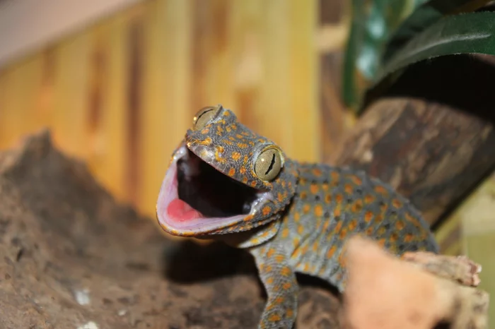 Toki is yelling - My, Scream, Canon 500D, The photo, Reptiles, Gecko