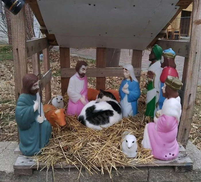 catholic christmas - cat, Catomafia, Christmas, Den, From the network, Wise men
