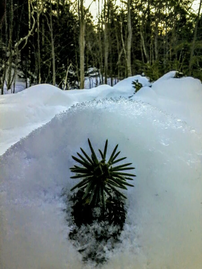 Spruce pineapple - My, Tree, Snow, Nature, Forest, Reforestation, The photo