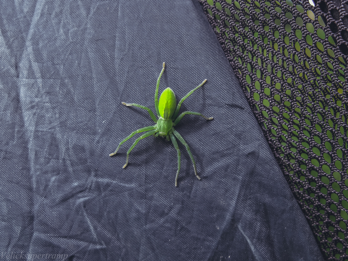 Чуток фоток с р. Чусовая. Июнь 2018 г Урал, Путешествия, Путешествие по России, Дикая природа, Фотография, Отдых, Поход, Fujifilm, Длиннопост