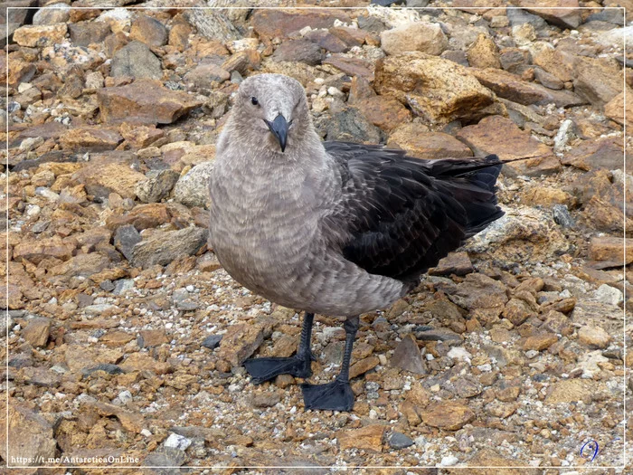 Penguins, skuas and two ice caves - My, Antarctica, Antarctica On-Line, Penguins, Skua, Oasis, Caves, Longpost