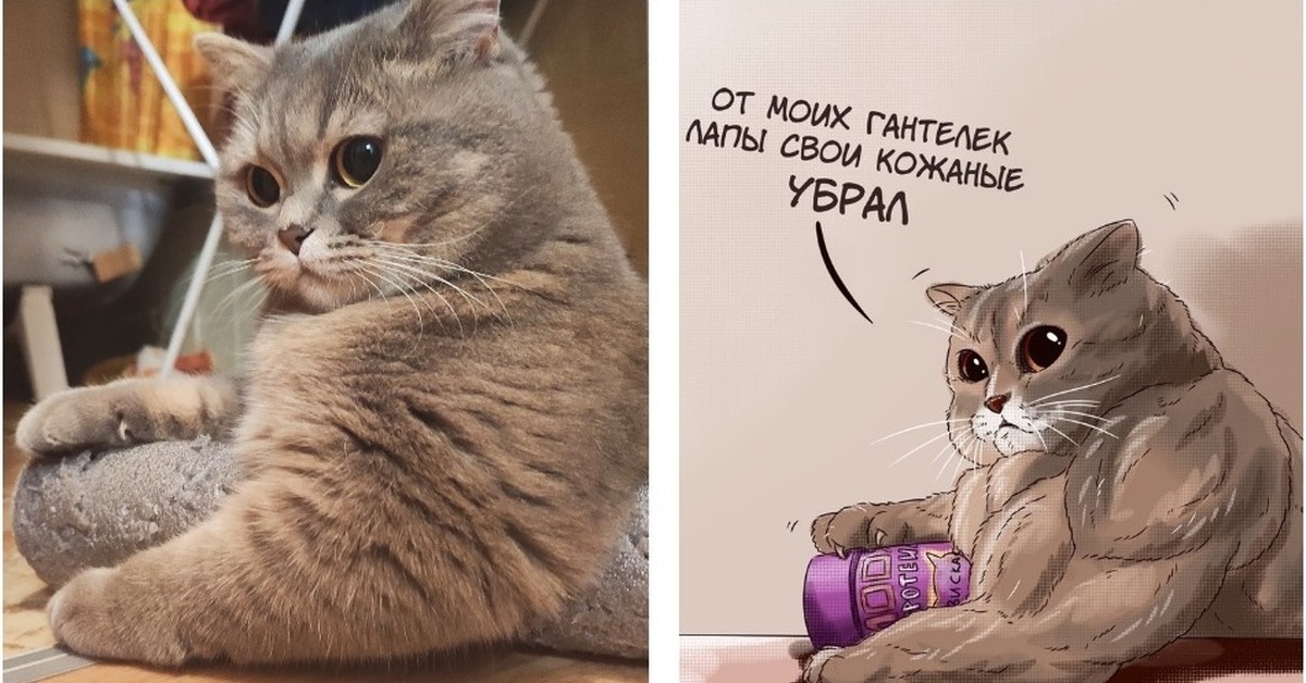 Мем кот с бицухой