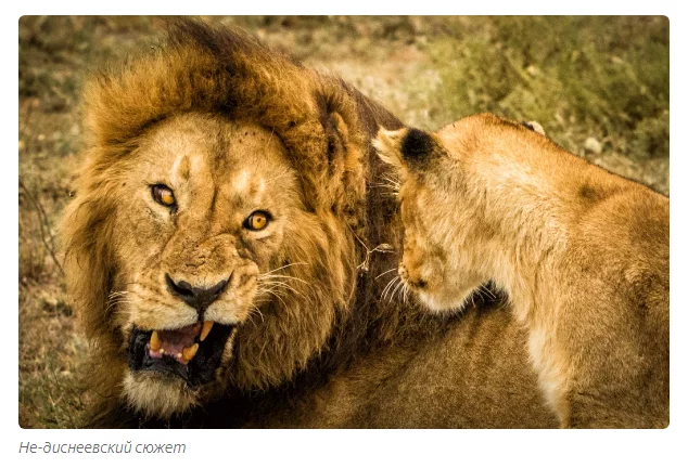 Lions: 3000 matings and the destruction of offspring - Animals, Informative, Moscow Zoo, a lion, Yandex Zen, Longpost, Lioness, Pride, Offspring