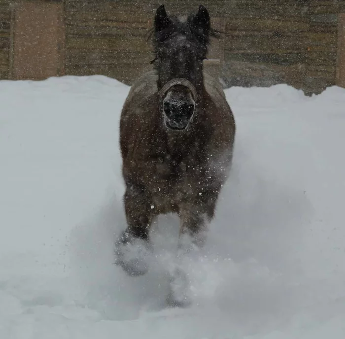 Winter. 2014 - My, Horses, Winter, Heavy duty truck, Snow, Run, The photo, Pets