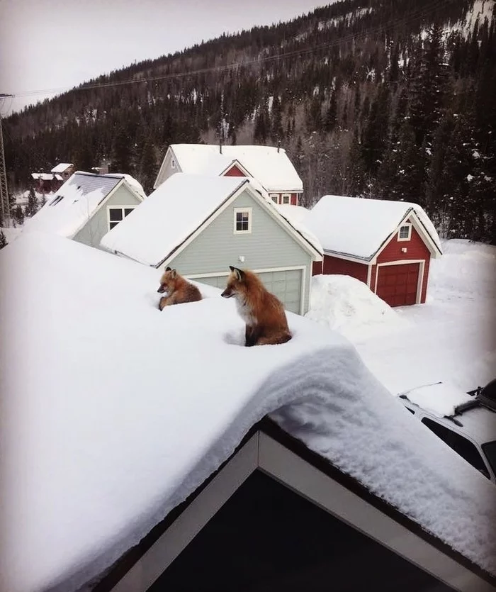 When foxes cover the area ^.^ - Fox, Roof, The photo, Animals