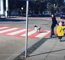 dog patrol - Dog, Crosswalk, GIF