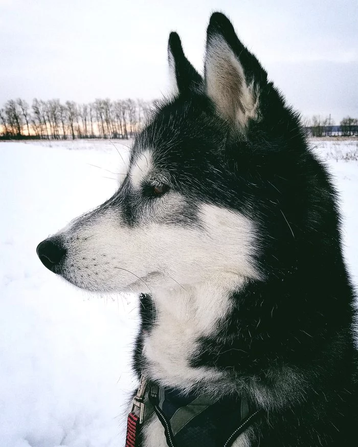 On a walk in the snow - My, Dog, Husky, Siberian Husky, Walking, Snow, Winter