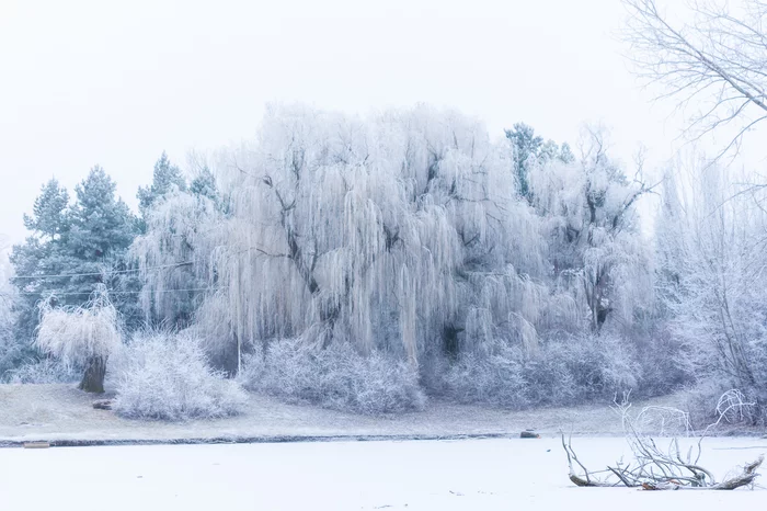 Первый снег - Моё, Nikon d7200, Полтава, Длиннопост