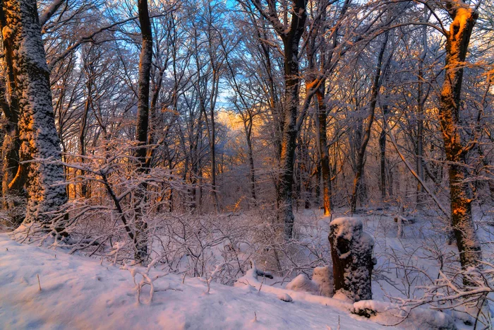 Winter forest on Mount Beshtau - My, Winter, Forest, Beshtau, Snow, Caucasian Mineral Waters, Longpost