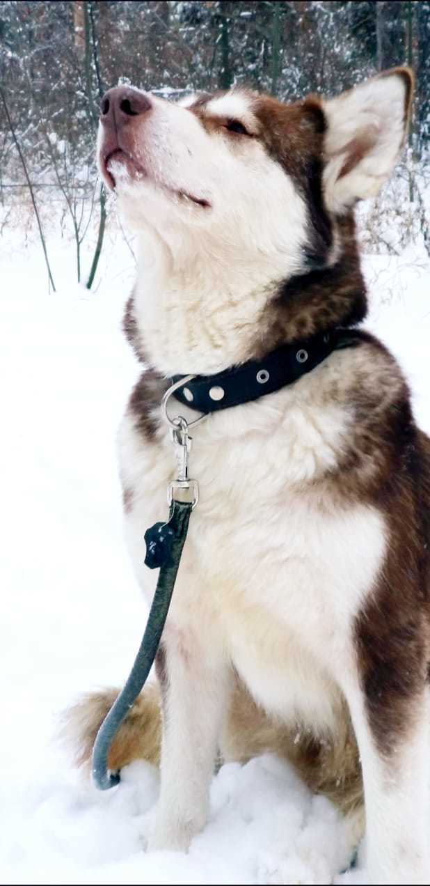 Lilu - Alaskan Malamute in our pack, part 1 - My, The photo, Dog, Alaskan Malamute, Laika, Winter, Snow, Story, Longpost