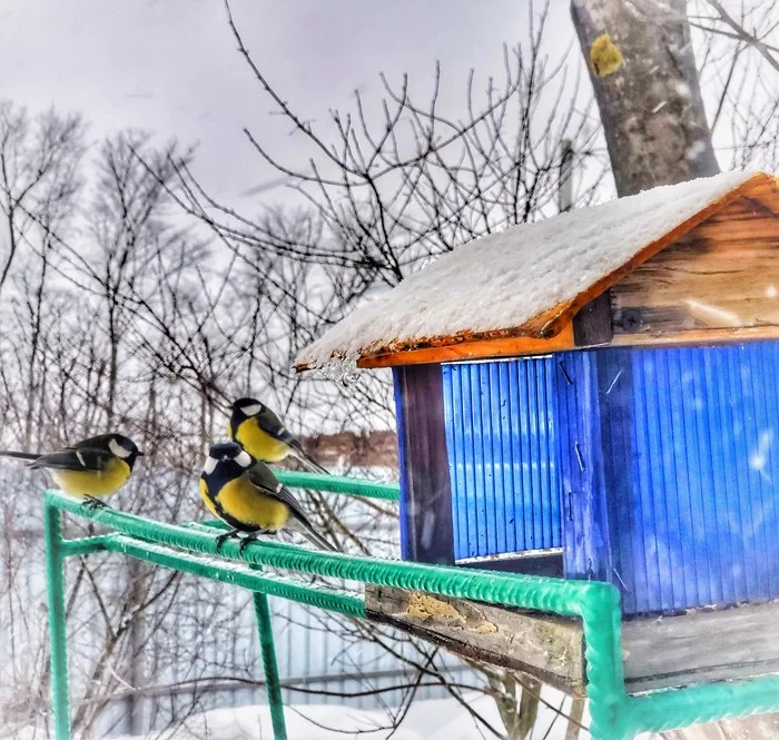 My feathered gang) - My, Tit, Bird watching, Winter, Longpost, Bullfinches