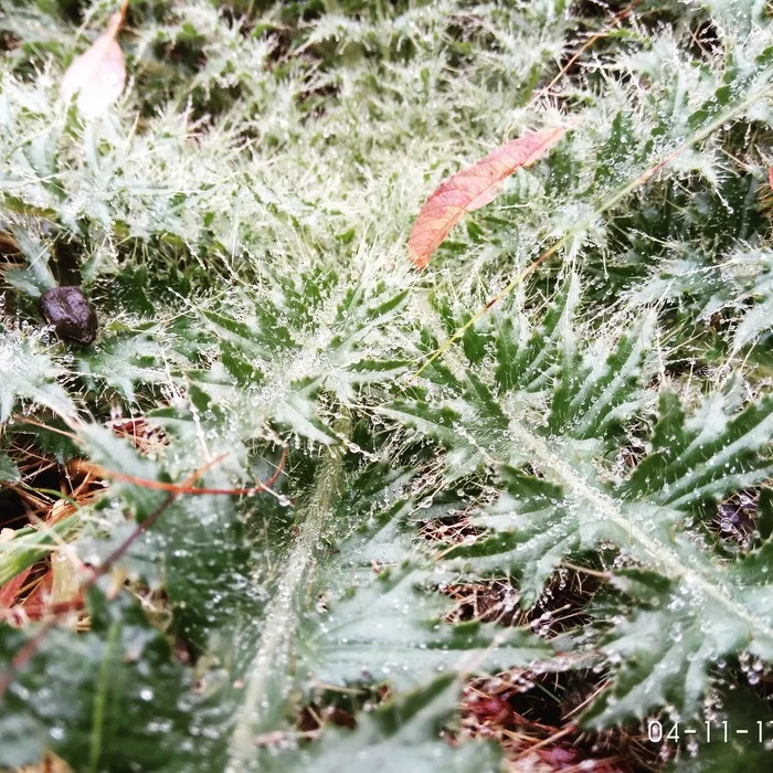 Common thorn - My, Nature, Photo on sneaker, Forest