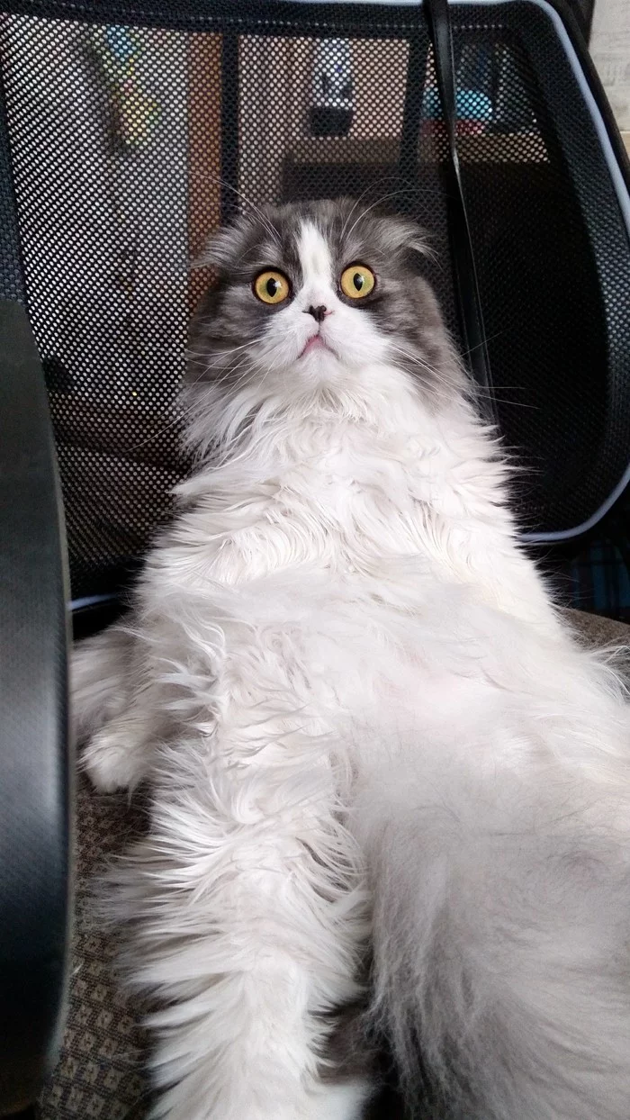 Every second person did not rest on New Year's weekend - I rested - My, cat, New Year, Pets, Longpost