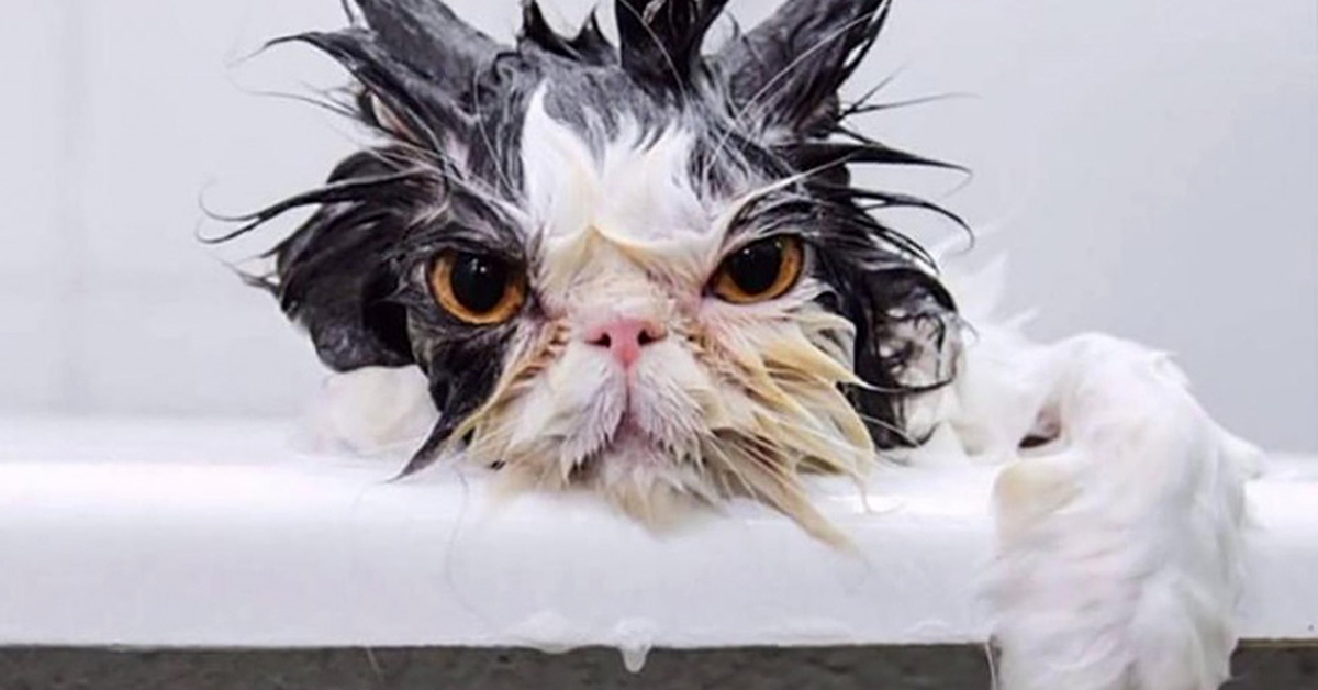 Коты четверга. Мокрый кот. Мокрая кошка. Мокрые коты. Смешные мокрые коты.