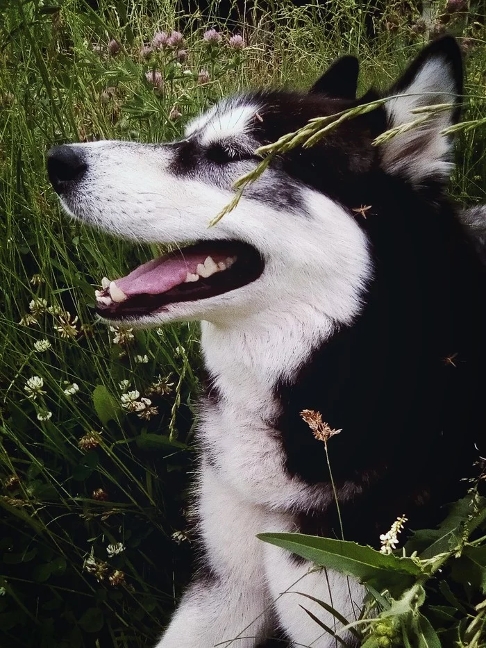 I want summer! - My, Dog, Summer, Husky, Siberian Husky