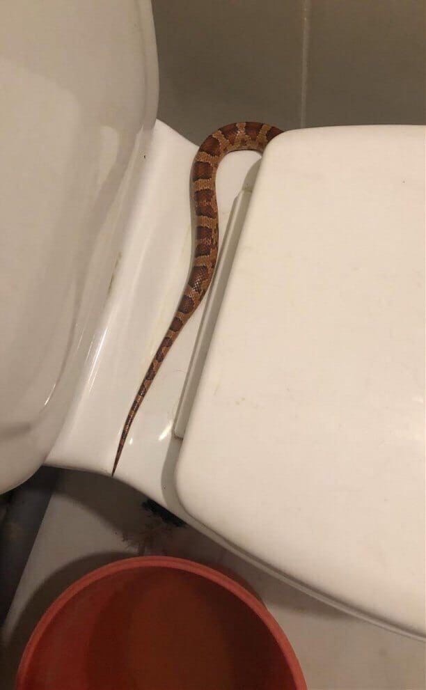 Tula Basilisk - Snake, Longpost, Toilet, Toilet, Maize snake