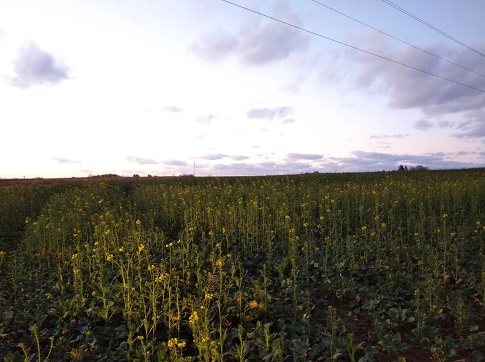 Rapeseed begins to bloom in the Kaliningrad region - My, Colza, Anomaly, Abnormal weather, No snow, The photo