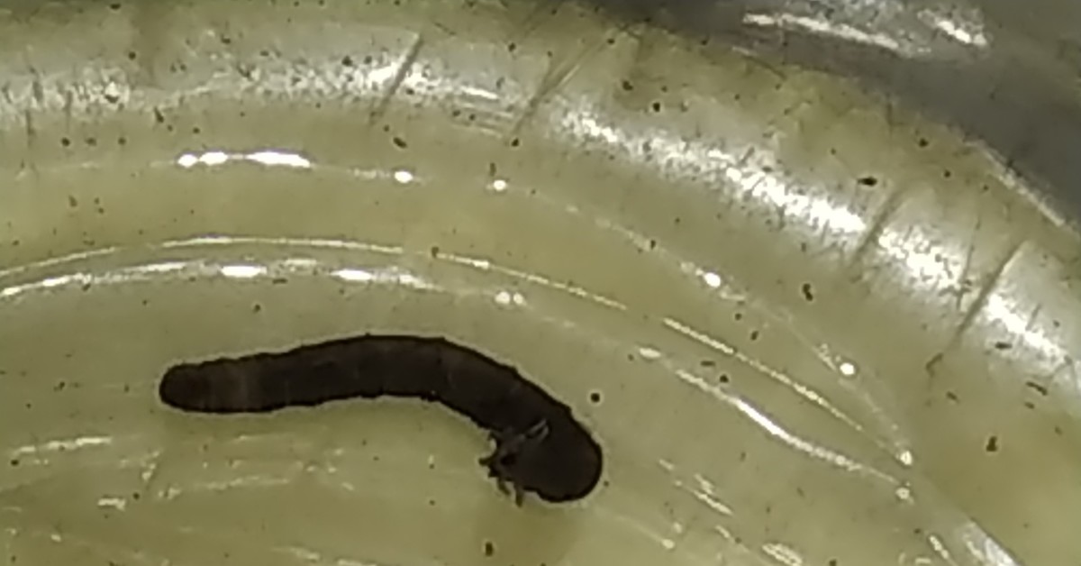 Черные черви в воде