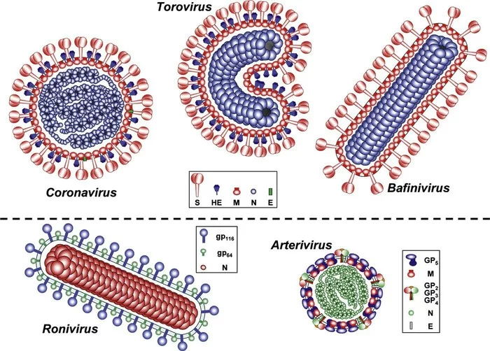 With the new coronavirus. - Coronavirus, Virus, Pneumonia, The medicine, The science, Copy-paste, Interesting, Longpost