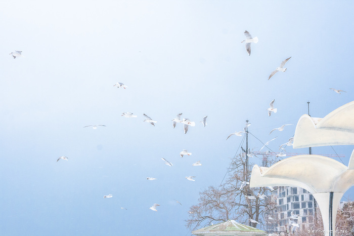 Зима в Ялте Ялта, Крым, Зима, Пейзаж, Снег, Длиннопост