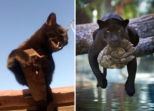 Jokers have proven that black cats have a lot in common with their wild counterparts - Animals, Big cats, Black Panther, Comparison, Longpost, cat, Jaguar