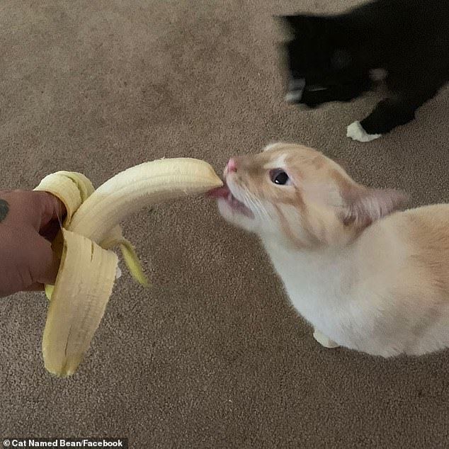 Кот очень любит бананы | Пикабу