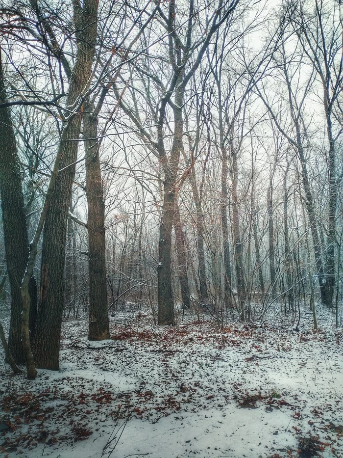 It's finally winter - Meizu, Forest, Longpost, Mobile photography, The photo, My