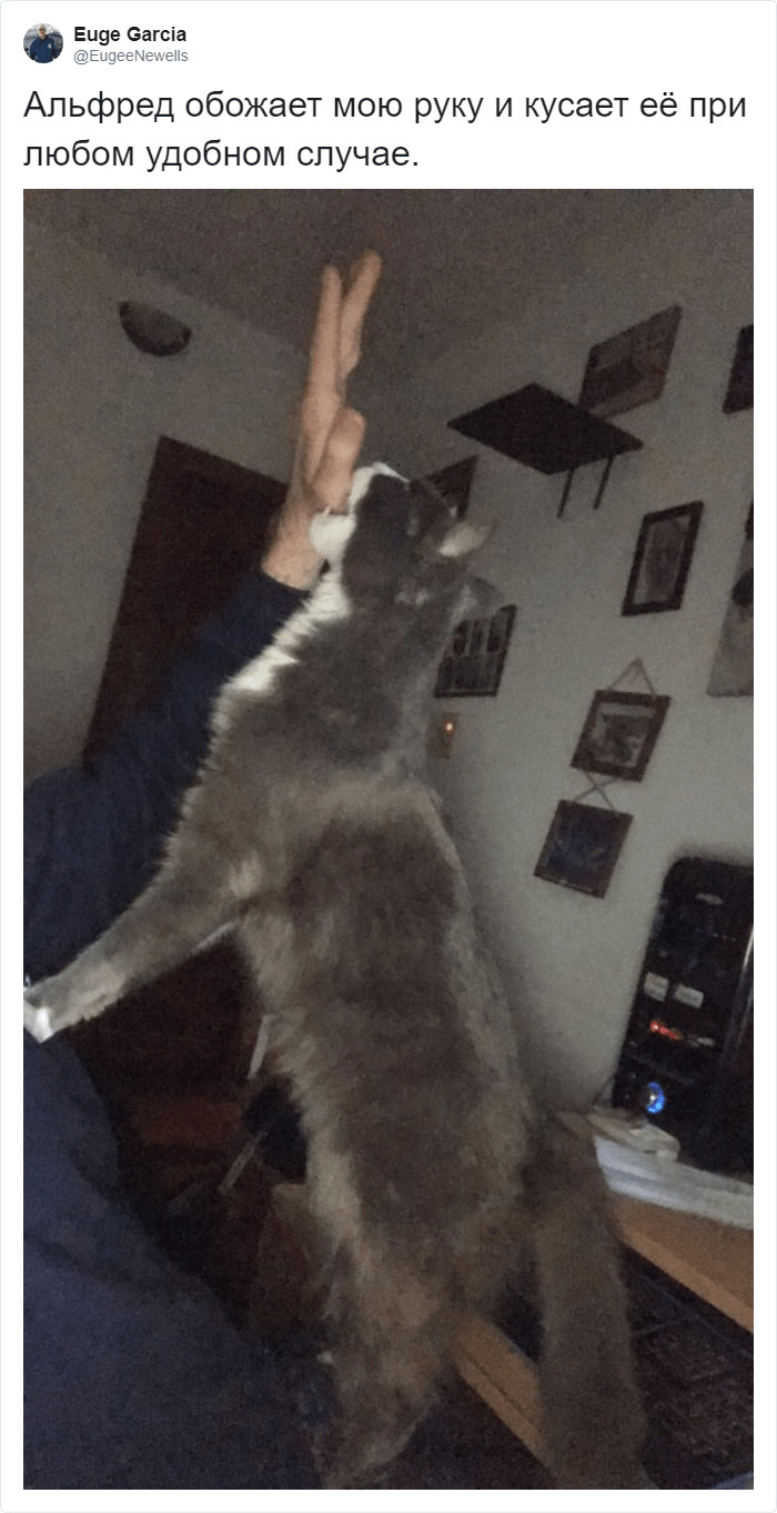 Owners share strange things their cats do. And these furry ones know how to make their human laugh. - cat, Oddities, Longpost