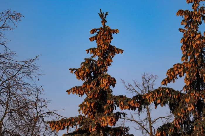 Harvest - My, The photo, Cones, Blue Spruce, Longpost