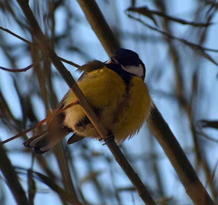 About tits - My, Ornithology, Birds, Tit, Schelkovo, Bird watching, Leisure, Nature, Moscow region, Longpost