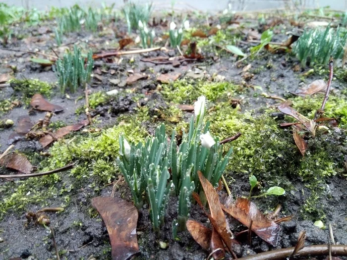 Kaliningrad. Tale of 12 months in reality: April snowdrops in January - My, Kaliningrad, Winter, Snowdrops, January, Photo on sneaker, Abnormal weather, Snowdrops flowers