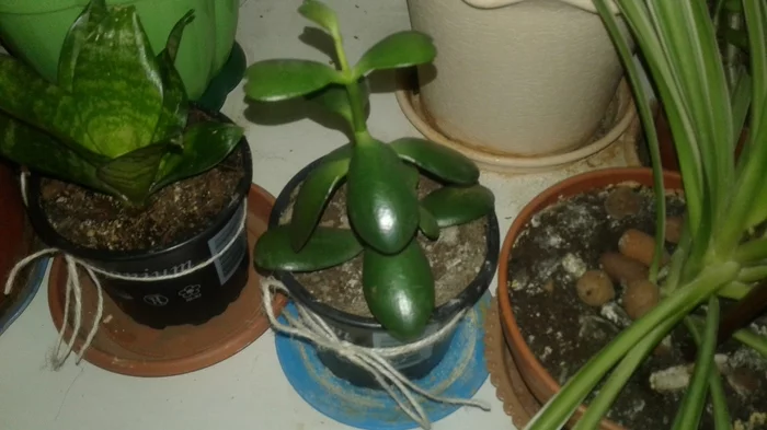 Tell )) - My, Botany, Plants, Krone, Help, Money Tree, Longpost