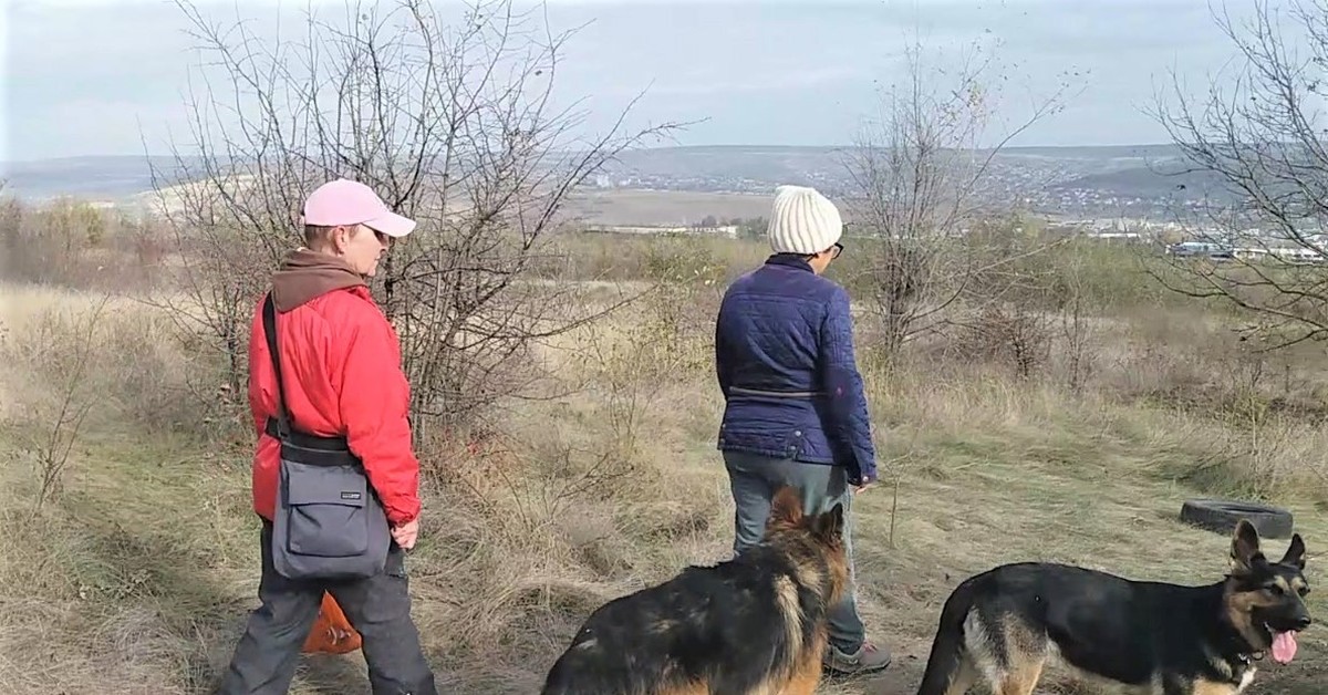 Клещ овчарка немецкая