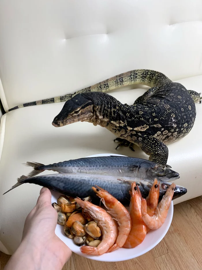 I wish I could eat like that - My, Monitor lizard, Pets, Longpost