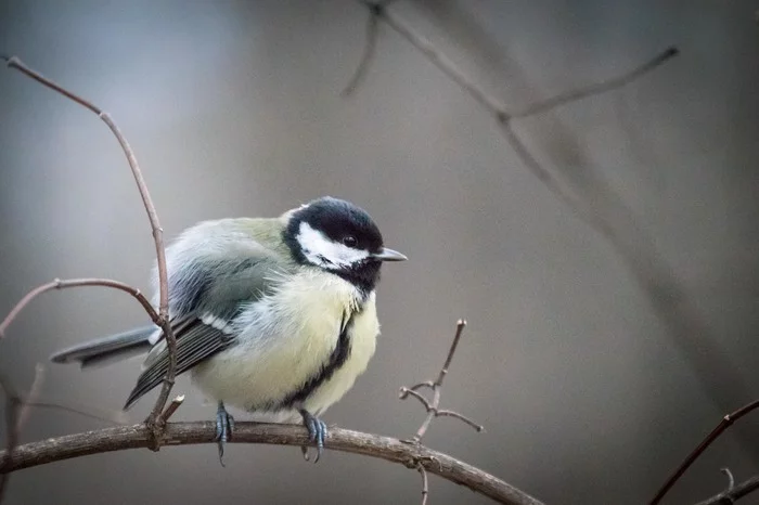 Angry birds - My, Canon 80d, Tit